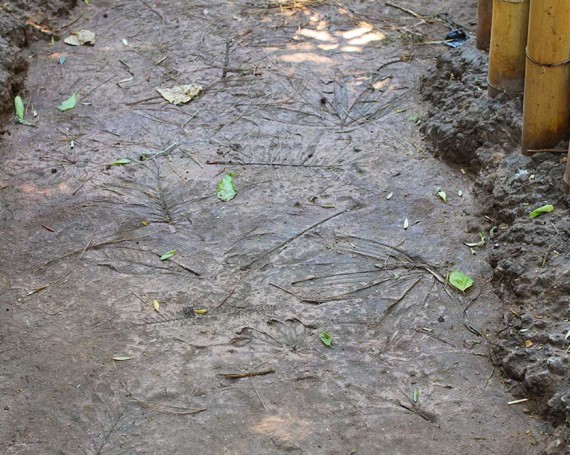 Fossil leaf pathway