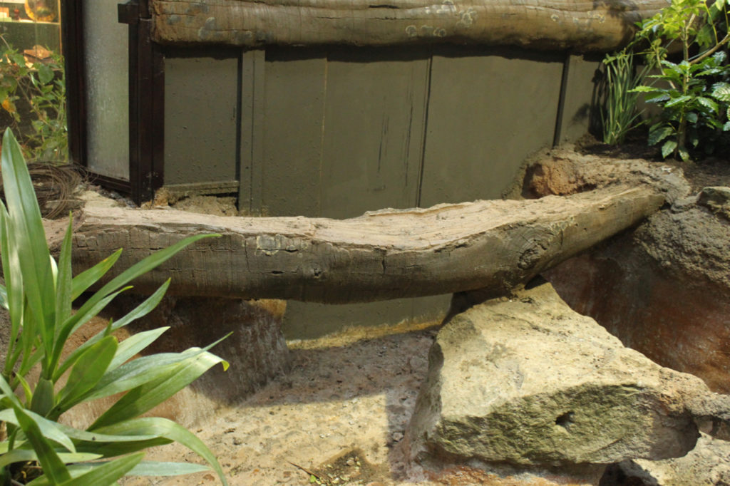bristol-zoo-crocodiles - 9