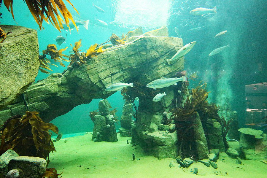 Macduff Marine Aquarium kelp tank renovation