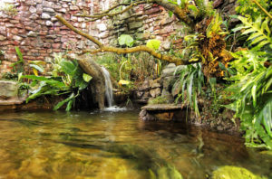 tree stump waterfall in turtle habitat