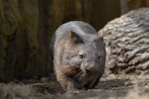 Wombat in themed zoo habitat