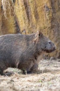 Wombat in front of themed earthbank with trailing foliage.