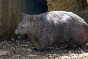 wombat in front of themed earthbank.