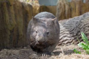 Wombat in themed zoo habitat