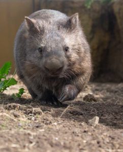 Wombat in natural looking zoo exhibit.