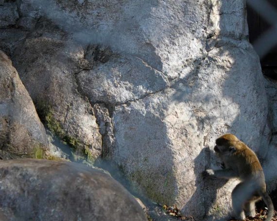 Long tailed macaque rockwork