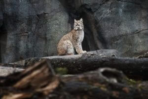 Themed rockwork and lynx in zoo habitat.