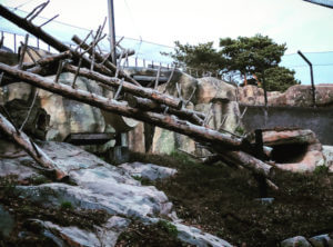 lynx habitat in zoo