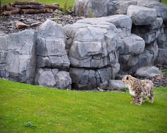 Snow Leopard habitat retaining rock wall