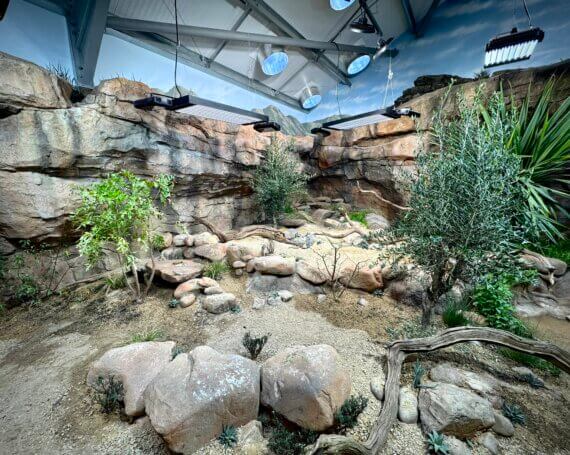 Mixed Species Habitat – Hidden Savanna
